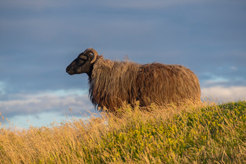 Schafe (Ovis) im Abendlicht, Helgoland