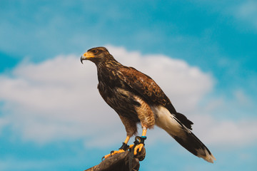 British Hawk Held Against Sky