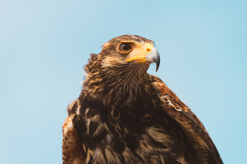 British Hawk Held Against Sky
