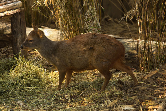 The Southern Pudú (Pudu Puda).