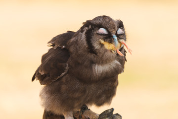Owl Eating Chick Prey