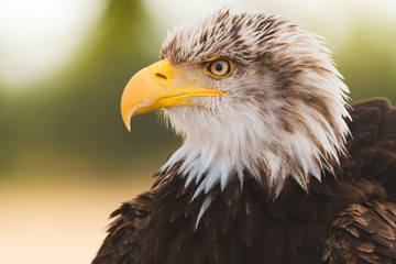 Mighty American Bald Eagle Bird Of Prey