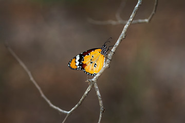 Obraz premium Monarch, Danaus plexippus is a milkweed butterfly (subfamily Danainae) in the family Nymphalidae butterfly in nature habitat.