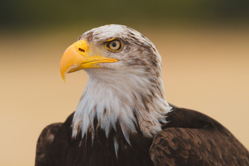 Mighty American Bald Eagle Bird Of Prey