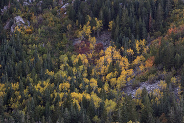 Autumn leaves and aspens in the Wasatch mountains of Utah.