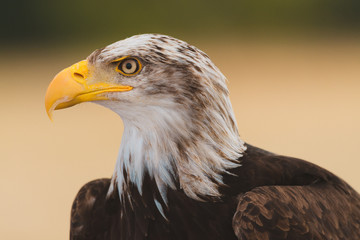 Mighty American Bald Eagle Bird Of Prey