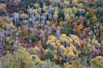 Autumn leaves and aspens in the Wasatch mountains of Utah.
