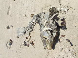 Look what the sea left behind.