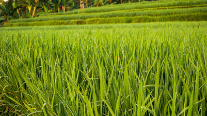 green rice field