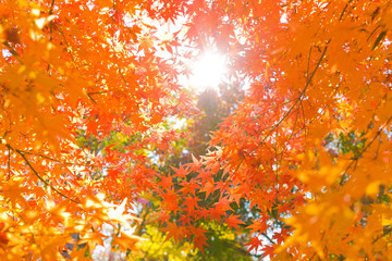 sunshine autumn leaves