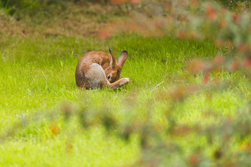 Wild Rabbit on Grass