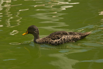 The yellow-billed duck (Anas undulata).