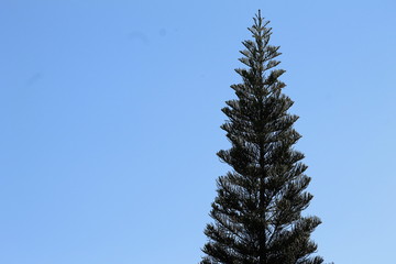 pine tree branches against blue sky