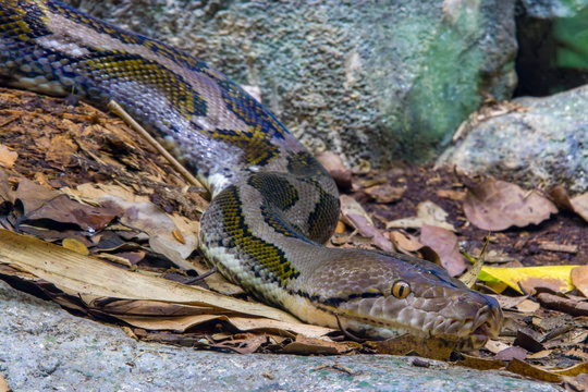 The reticulated python (Malayopython reticulatus) is a species of snake in the family Pythonidae. The species is native to South Asia and Southeast Asia. It is the world's longest snake.