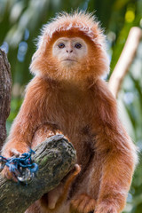 The Javan lutung (Trachypithecus auratus) closeup image,  also known as the ebony lutung and Javan langur, is an Old World monkey from the Colobinae subfamily