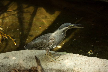 Striated heron,mangrove heron, little heron, green-backed heron, (Butorides striata).