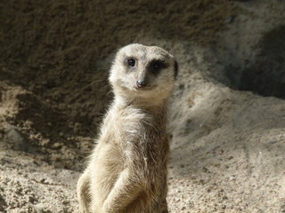 meerkat