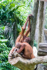 Two baby Bornean orangutans (Pongo pygmaeus) are resting. a critically endangered species, with deforestation, palm oil plantations, and hunting posing a serious threat to its continued existence.