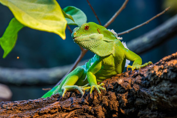 the closeup image of Fiji banded iguana (Brachylophus fasciatus) 
An arboreal species of lizard endemic to some of the southeastern Fijian islands. 