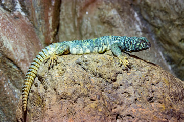 ornate mastigure (Uromastyx ornata) is a species of lizard in the family Agamidae. These medium-sized lizards are among the most colorful members of the genus.