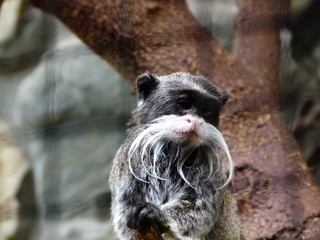 Obraz premium small monkey