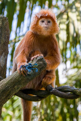 The Javan lutung (Trachypithecus auratus) closeup image,  also known as the ebony lutung and Javan langur, is an Old World monkey from the Colobinae subfamily