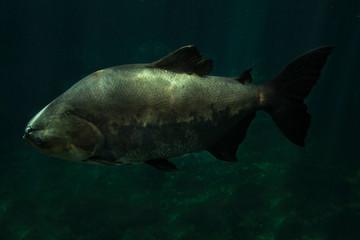 Obraz premium The tambaqui, black pacu, black-finned pacu, giant pacu, cachama, gamitana (Colossoma macropomum).