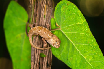 Macro shots, Beautiful nature scene baby green chameleon 