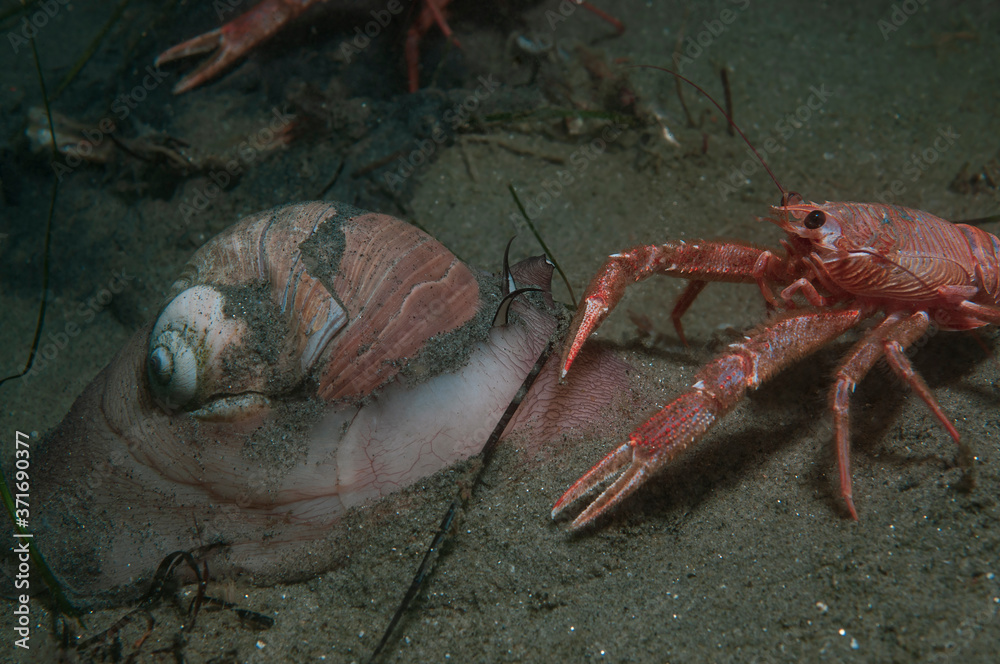 Poster Lewis Moon Snail with Tuna crab