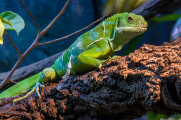 the closeup image of Fiji banded iguana (Brachylophus fasciatus) 
An arboreal species of lizard...