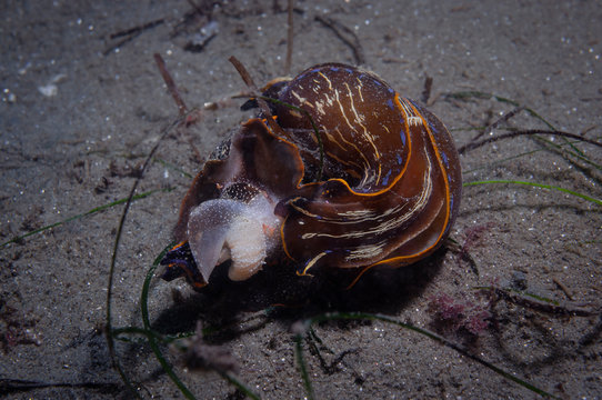 A Pair of Mating Navanax's