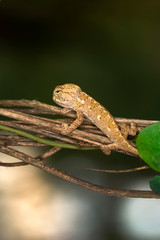 Naklejka premium Macro shots, Beautiful nature scene baby green chameleon 
