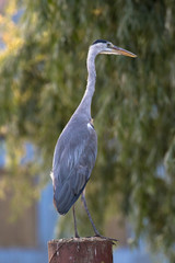Grey Heron (scientific name Ardea Cinerea) standing on a post. The Broads, Norfolk, UK