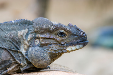 The rhinoceros iguana (Cyclura cornuta) is a threatened species of lizard in the family Iguanidae that is primarily found on the Caribbean island of Hispaniola. The closeup head image.