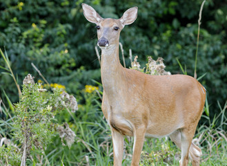 Whitetailed deer
