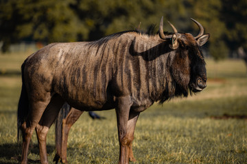 Brindled Wildebeest Portrait Safari