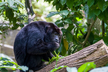 The closeup image of black howler monkey (Alouatta caraya).
Only the adult male is black; adult females and juveniles of both genders are overall whitish to yellowish-buff.