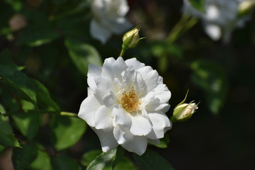 夏の庭園で咲く白色のバラの花　アイスバーグ