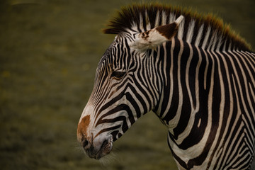 Fototapeta na wymiar Handsome Striking Zebra Portrait