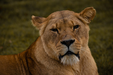 Obraz na płótnie Canvas Strong Lioness Portrait, Predator Big Cat