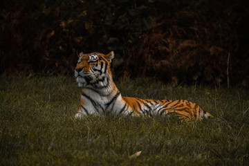 Fototapeta na wymiar Dark Moody Regal Fierce Tiger