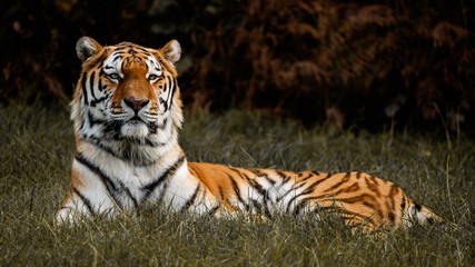 Fototapeta na wymiar Dark Moody Regal Fierce Tiger