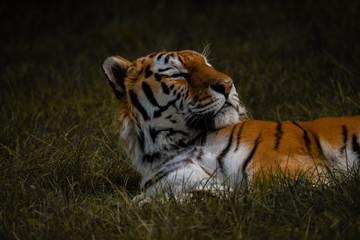 Dark Moody Regal Fierce Tiger
