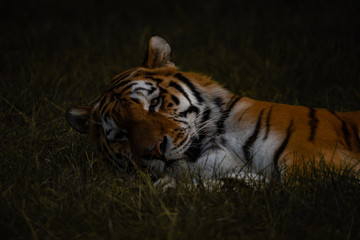 Dark Moody Regal Fierce Tiger