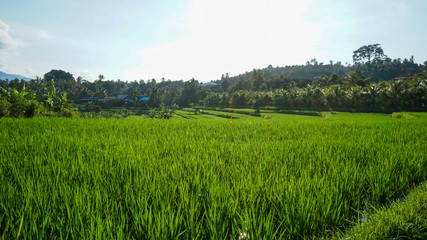 Fototapeta premium green field and blue sky