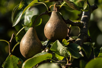two big pears with brown speckled skin hanging on the branch filled with green leaves under the sun