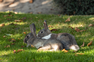 Naklejka na ściany i meble beautiful brown rabbit couple cuddling on the green grass field under the shade away from the hot summer sun in the afternoon