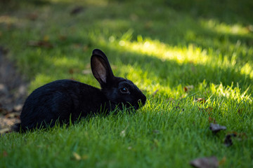 portrait of a cute black bunny laying on green grass field under the shade