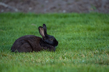 portrait of a cute black rabbit laying on green grass field under the shade taking a nap