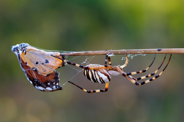 Beautiful spider feasting butterfly on a spider web . Macro photo.